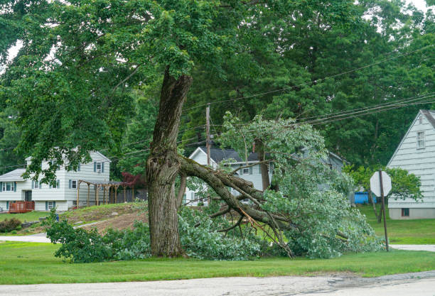 How Our Tree Care Process Works  in  Lake Panasoffkee, FL